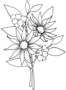 free printable flannel flowers and wattle are native australian plants although there not a lot of colour to a flannel flower in