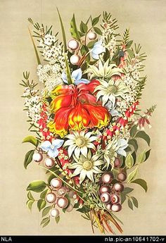 vintage botanical prints botanical drawings botanical illustration botanical art vintage floral vintage prints australian native flowers australian