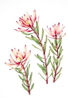 australian native flowers watercolour google search flower drawings botanical drawings botanical art