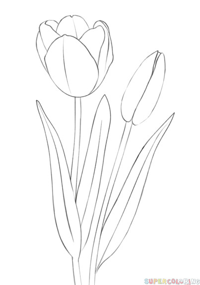 Drawing Beautiful Flowers Step by Step How to Draw A Tulip Step by Step Drawing Tutorials Draw Flowers
