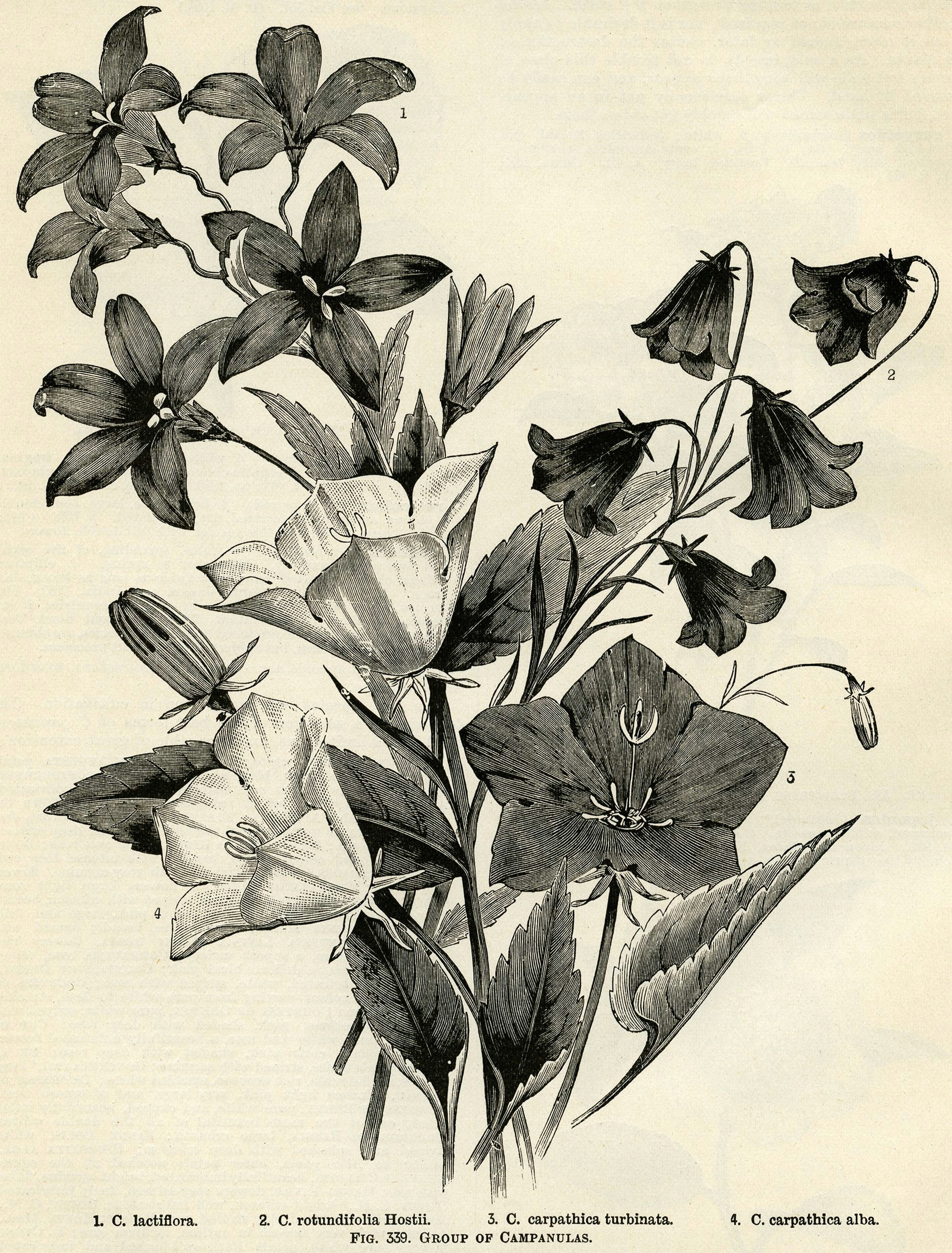 campanula flower vintage botanical engraving black and white clip art floral botanical graphics bellflower illustration