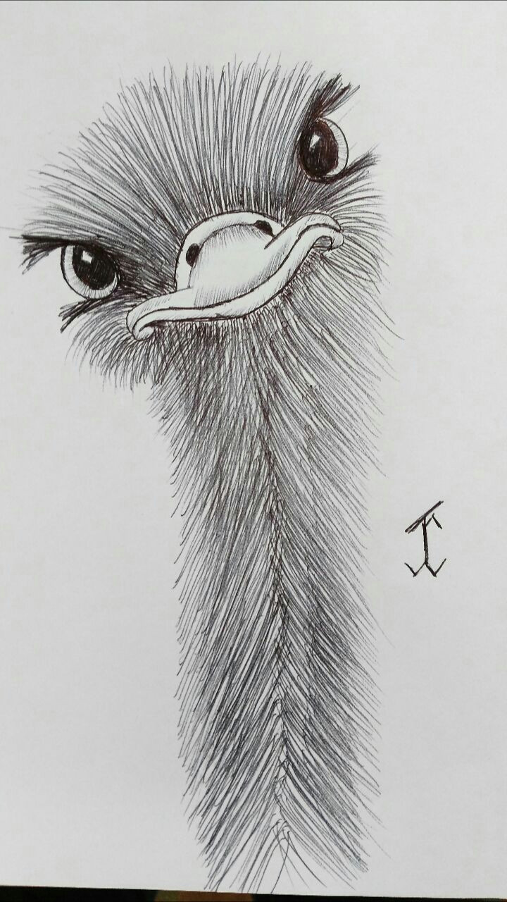 animalsostrich emu ostrich drawing draw pen art animal pencil drawings