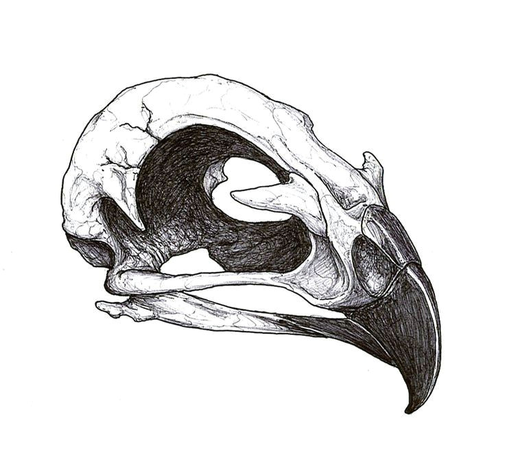 animal skull drawing skull drawings tattoo drawings bird skull tattoo animal skull