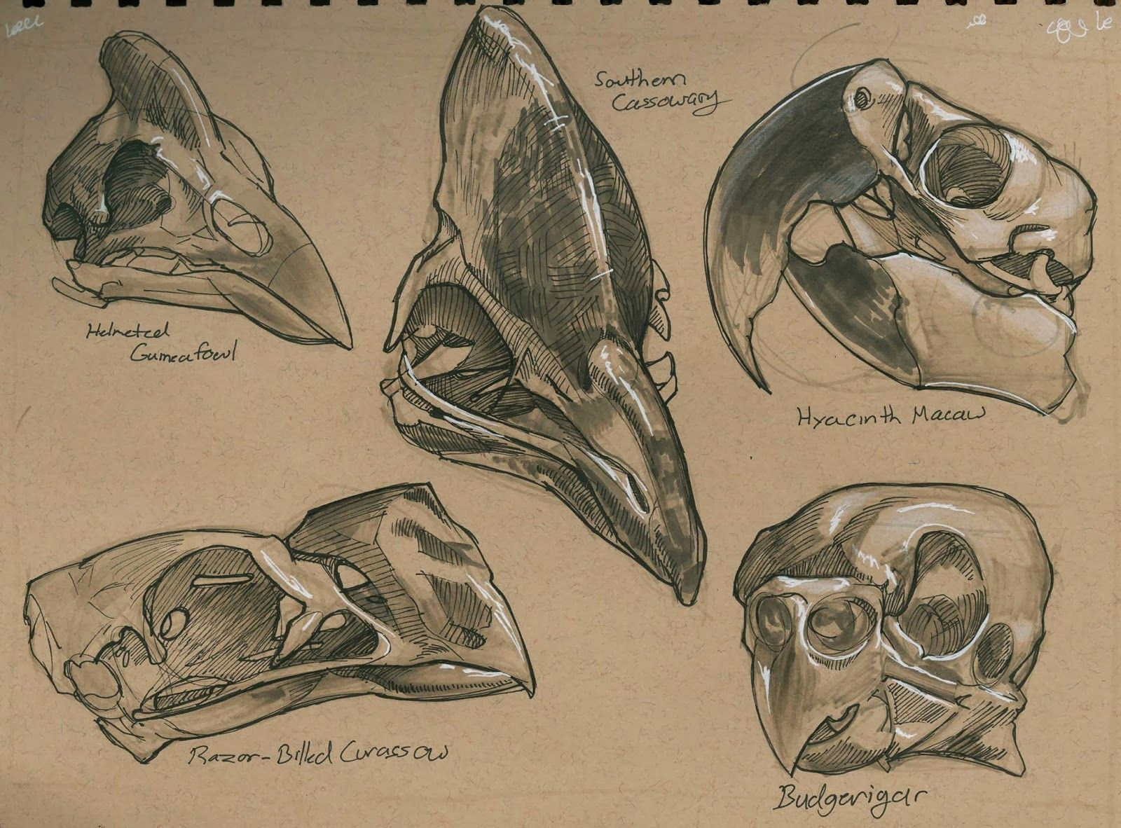 a few pages of bird skull studies these are done from photos reference in a book of mine called skulls an exploration of alan