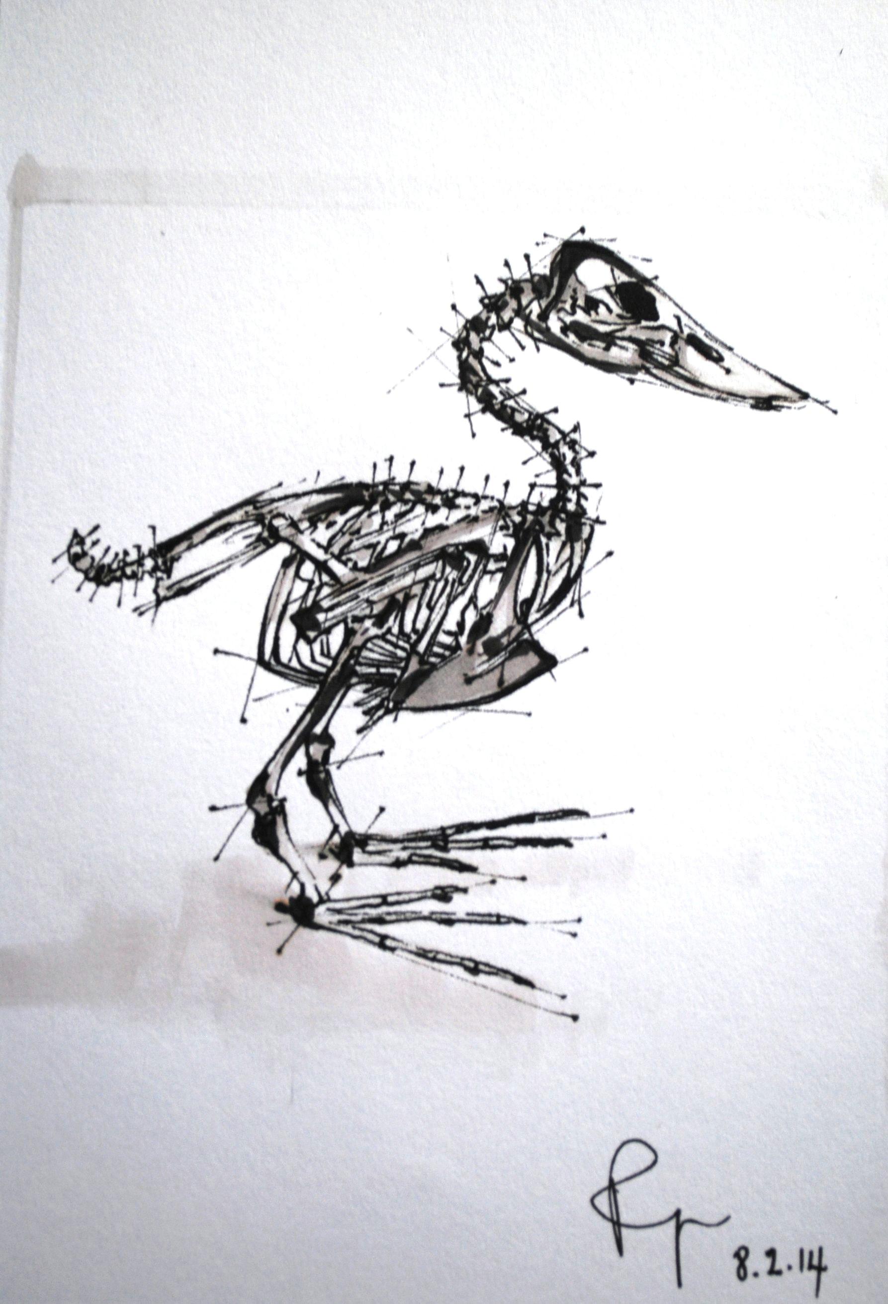 skeleton art anatomy bird skeleton anatomy skeleton art anatomy drawing