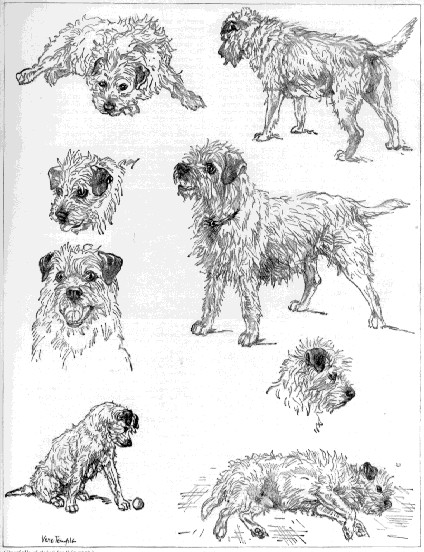 white border terriers google search