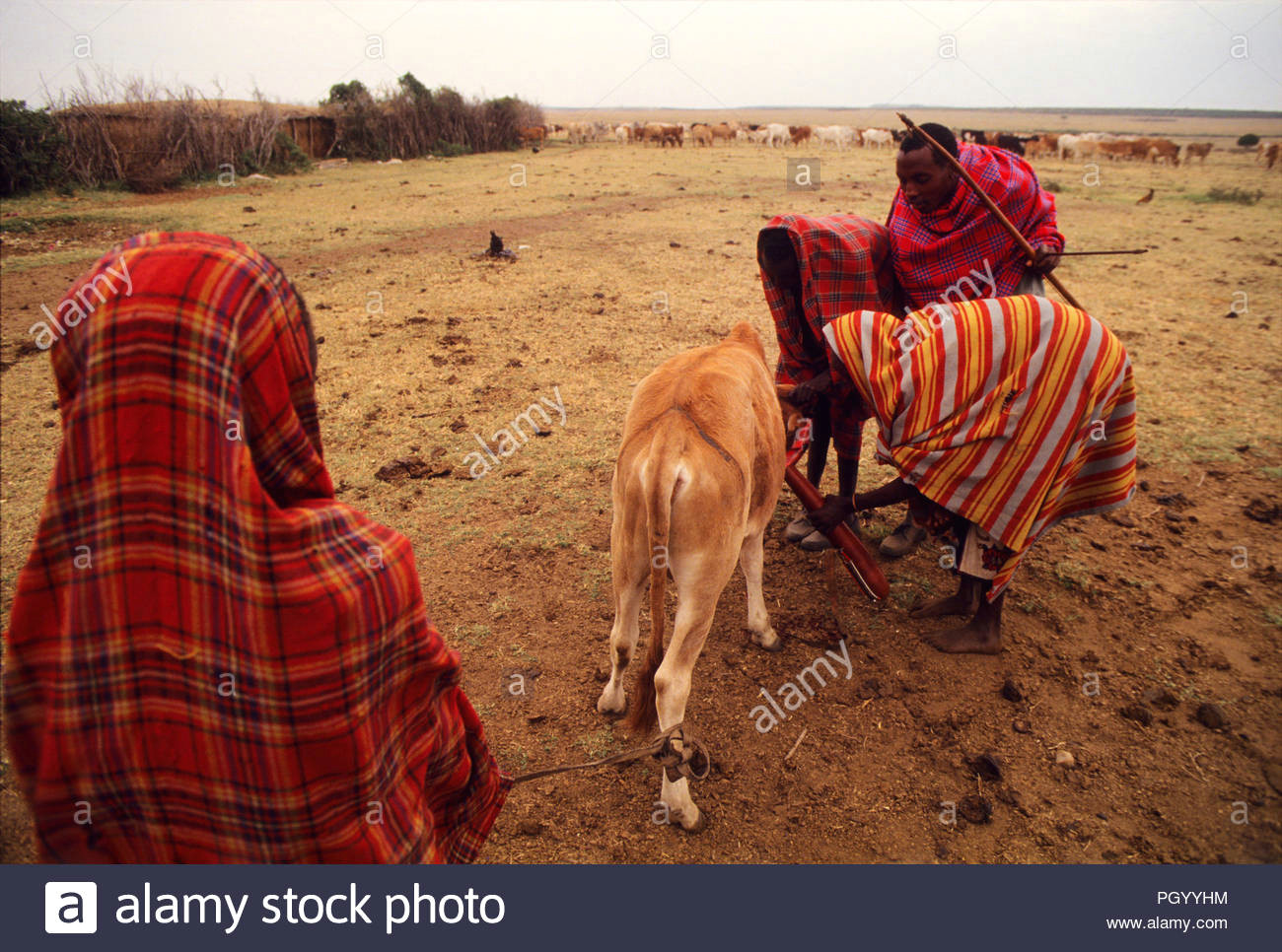 masais blut von einem kuh vena jugularis masai mara national reserve kenia masais