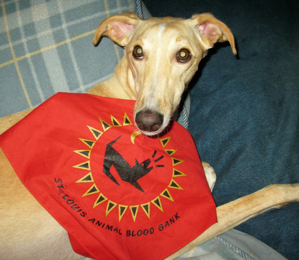 luna blood donor