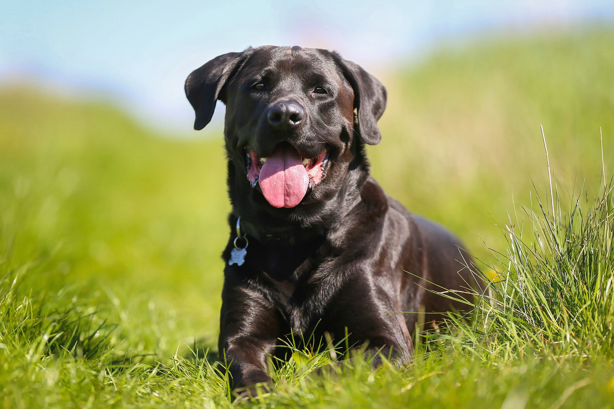 fluid in abdomen in dogs