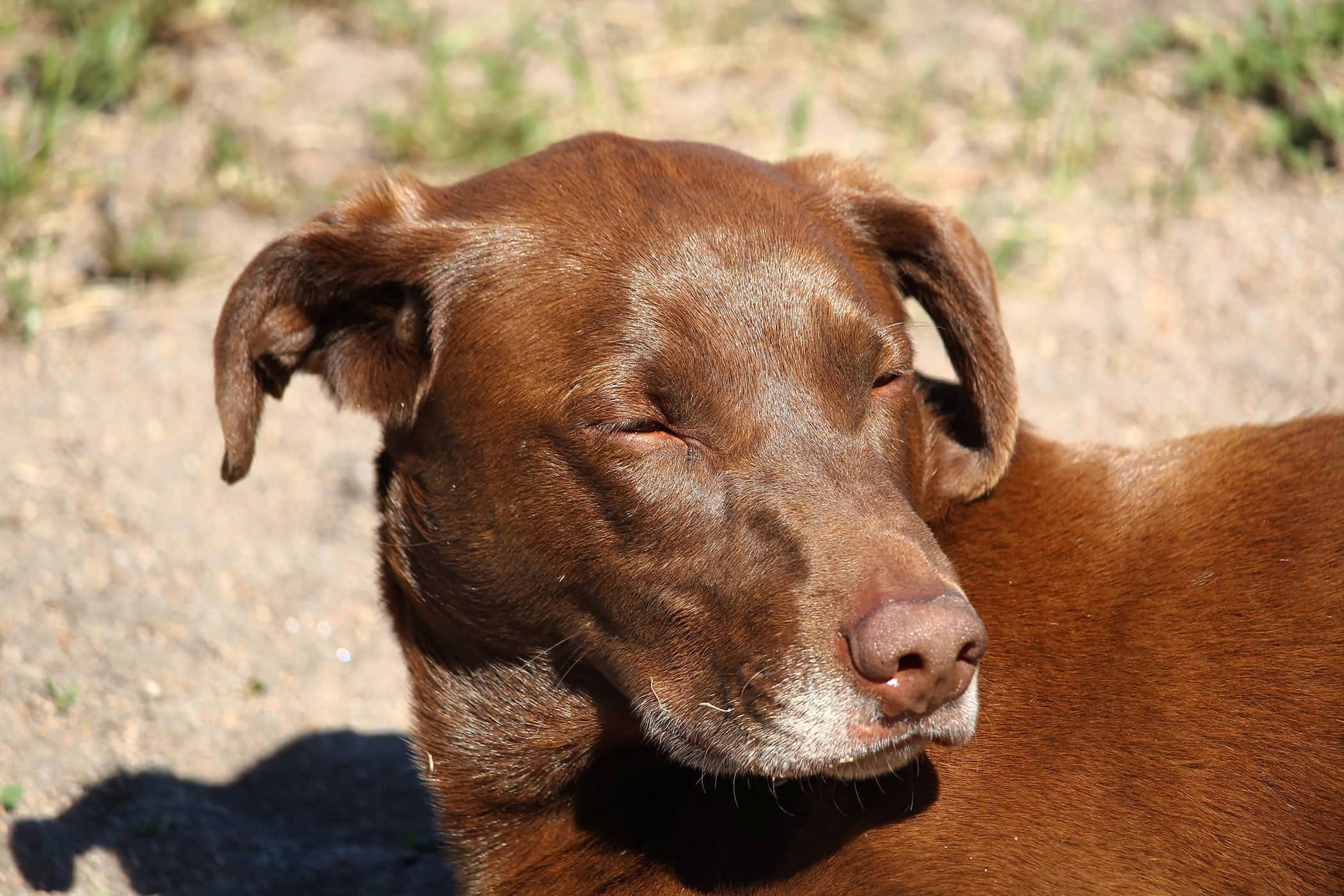 swelling in the face in dogs