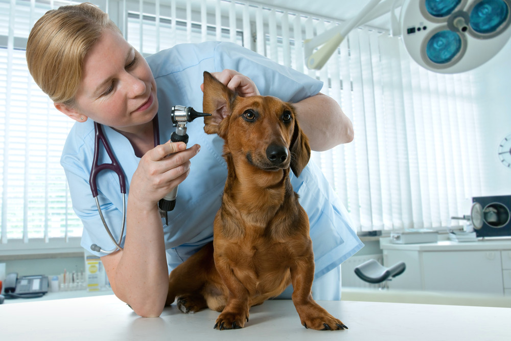 causes of ear infections in dogs