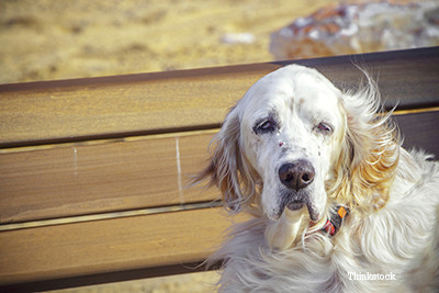 peripheral vestibular disease in dogs