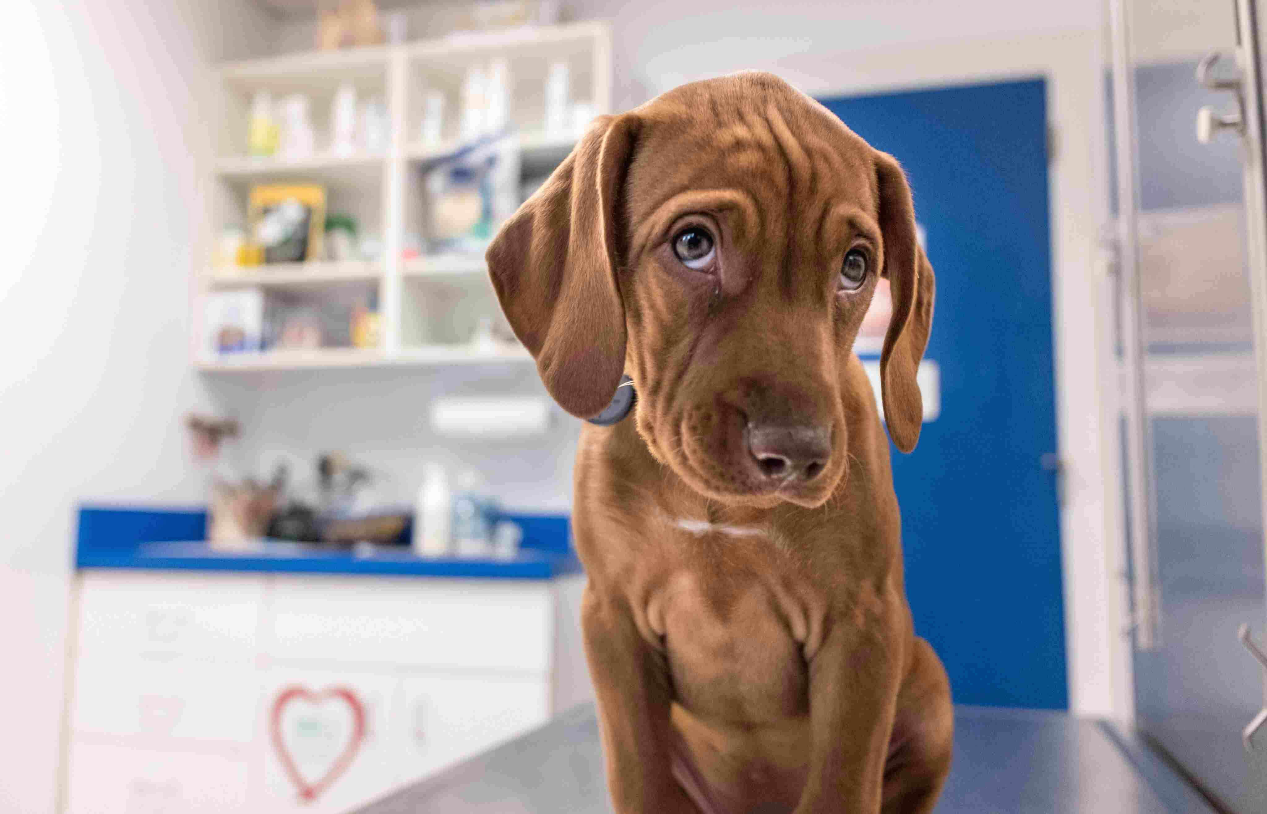 dog in a vet s office