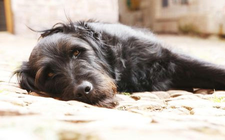 portrait of a black dog lying in yard