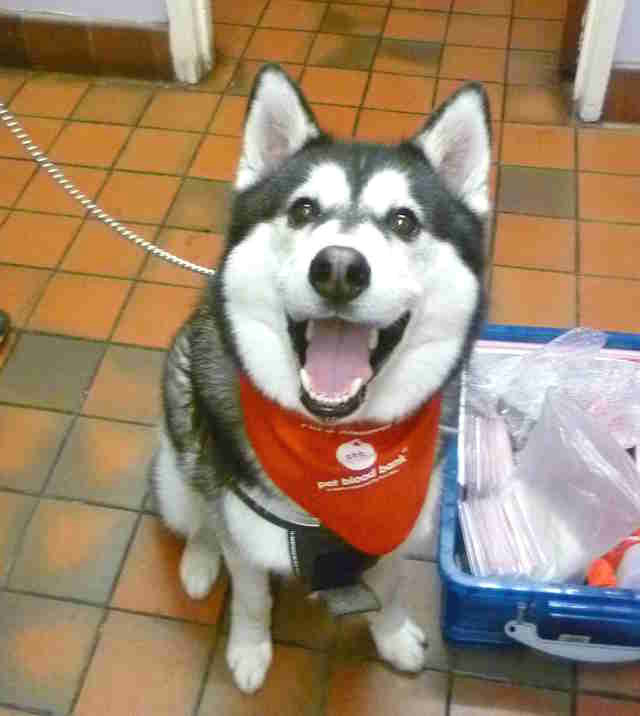 your dog can donate blood to save other dogs lives