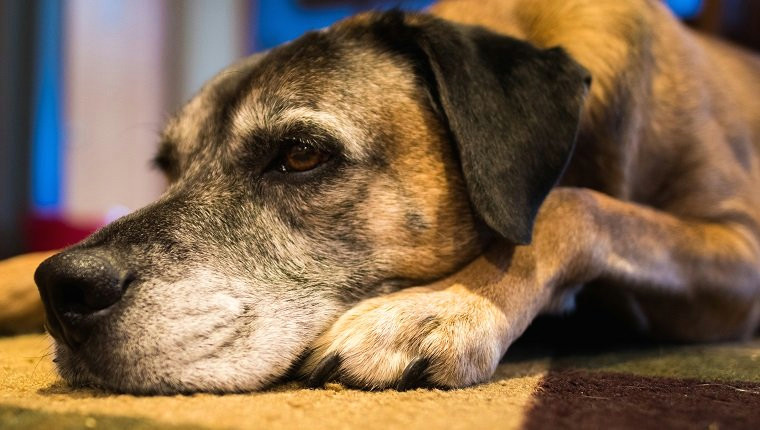 close up of a dog just laying around