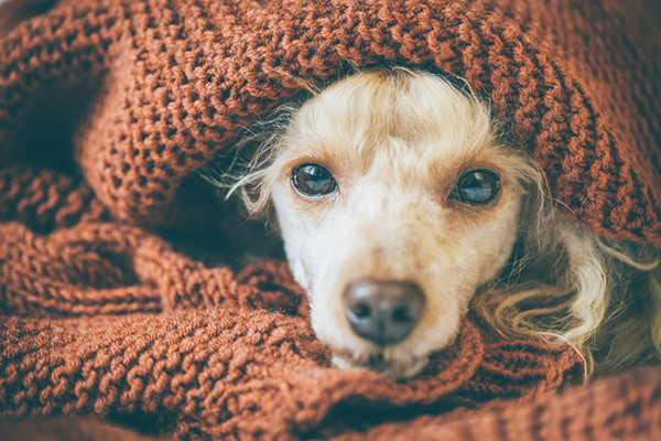 a sick dog curled up in a blanket