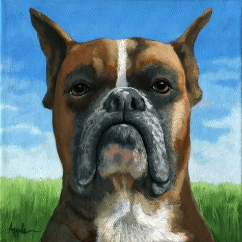 boxer dog portrait realistic animal painting by linda apple painting by artist linda apple