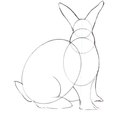 draw your bunny rabbits ears feet and tail