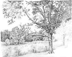 how to draw trees tutorial in graphite pencil by diane wright