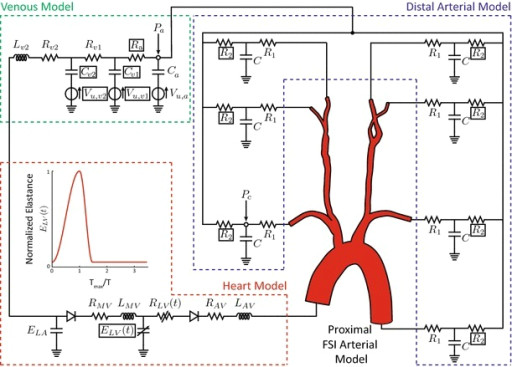 model of the systemic circulation with both 3d and 0d components here the pressures