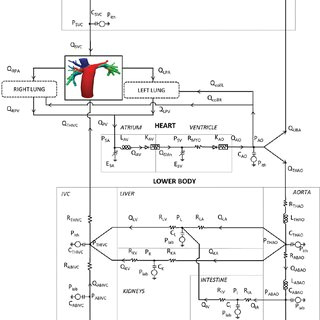 multiscale model coupling a patient speci fi c realistic 3d extracardiac conduit total cavopulmonary