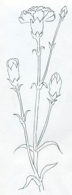 o draw carnation can be a very easy job carnation is one of the simplest flowers to draw i made a couple of simple steps that you can