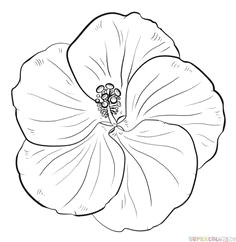 how to draw a hibiscus flower step by step drawing tutorials how to draw flowers
