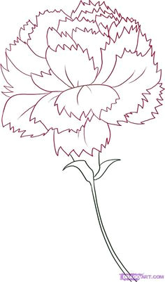 carnation flower drawing how to draw a carnation step by step flowers