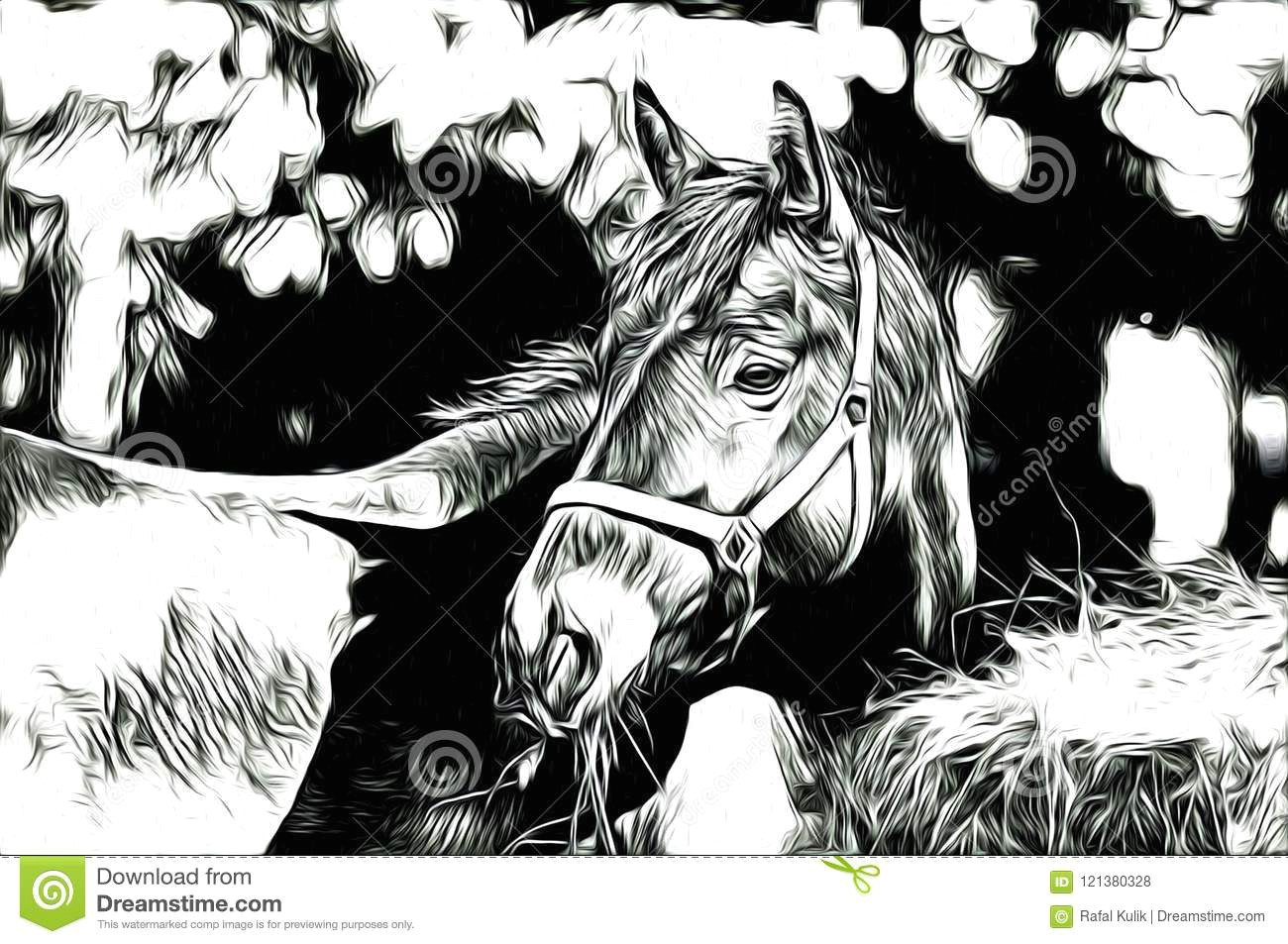 ffreehand horse head art design design illustration good for any design a very funny illustration