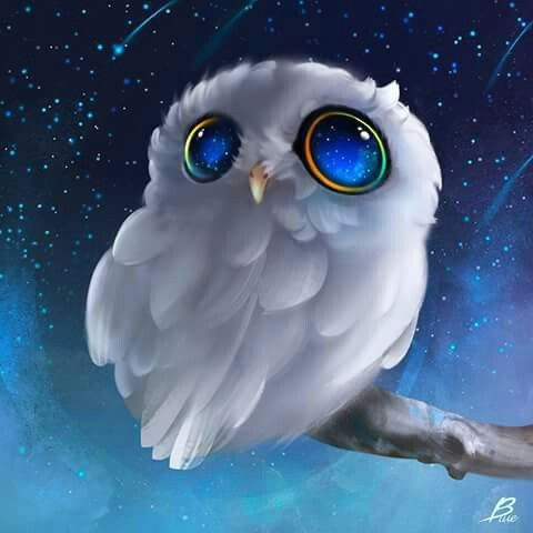 white owl blue eyes