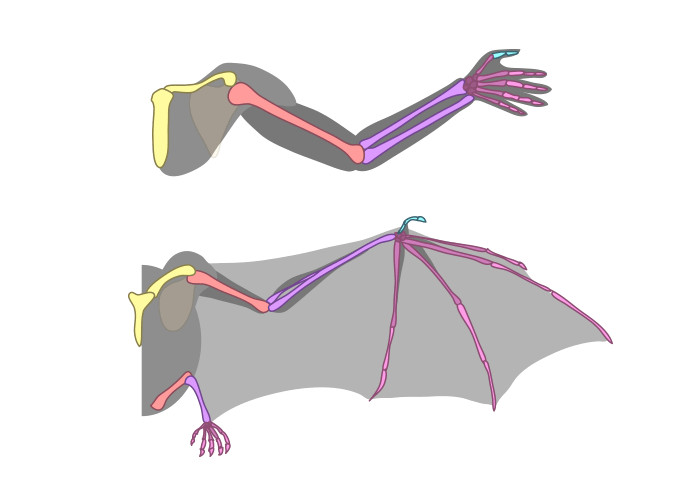 how to draw wings bat bones