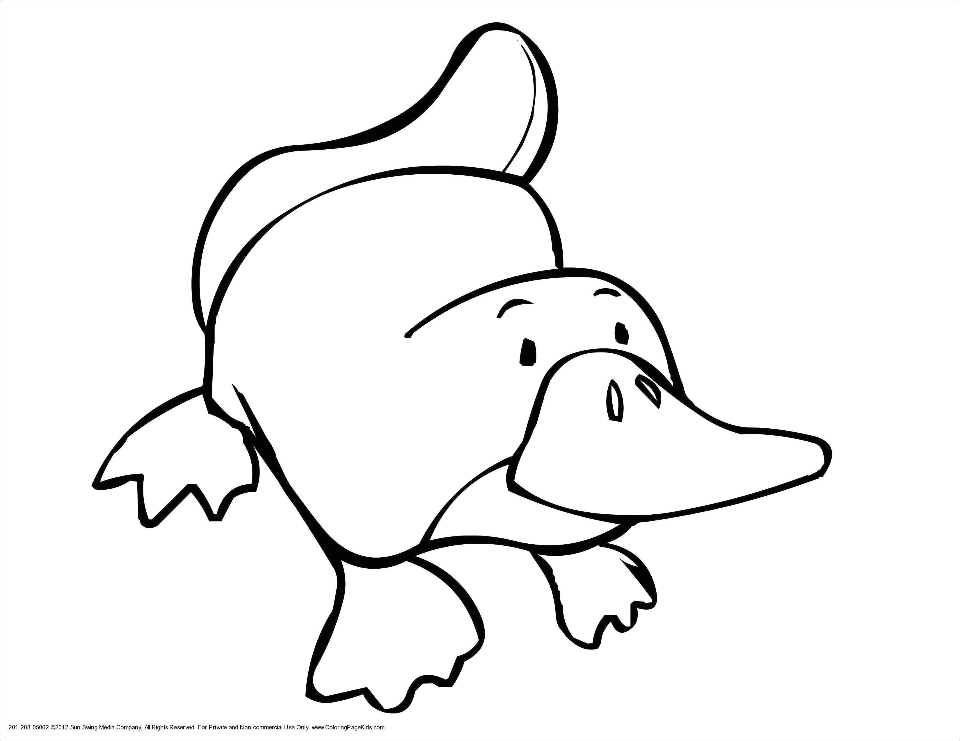 ausmalbilder erwachsene eule image coloring pages animals preschool i pinimg originals 21 3d 0d best