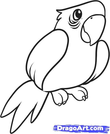 easy parrot outline drawings easy drawings cartoon drawings animal drawings