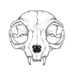 cat skull drawing