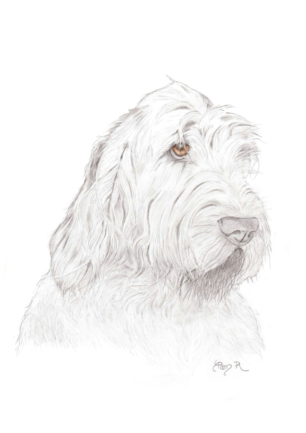 italian spinone watercolor pictures drawing tips croquis