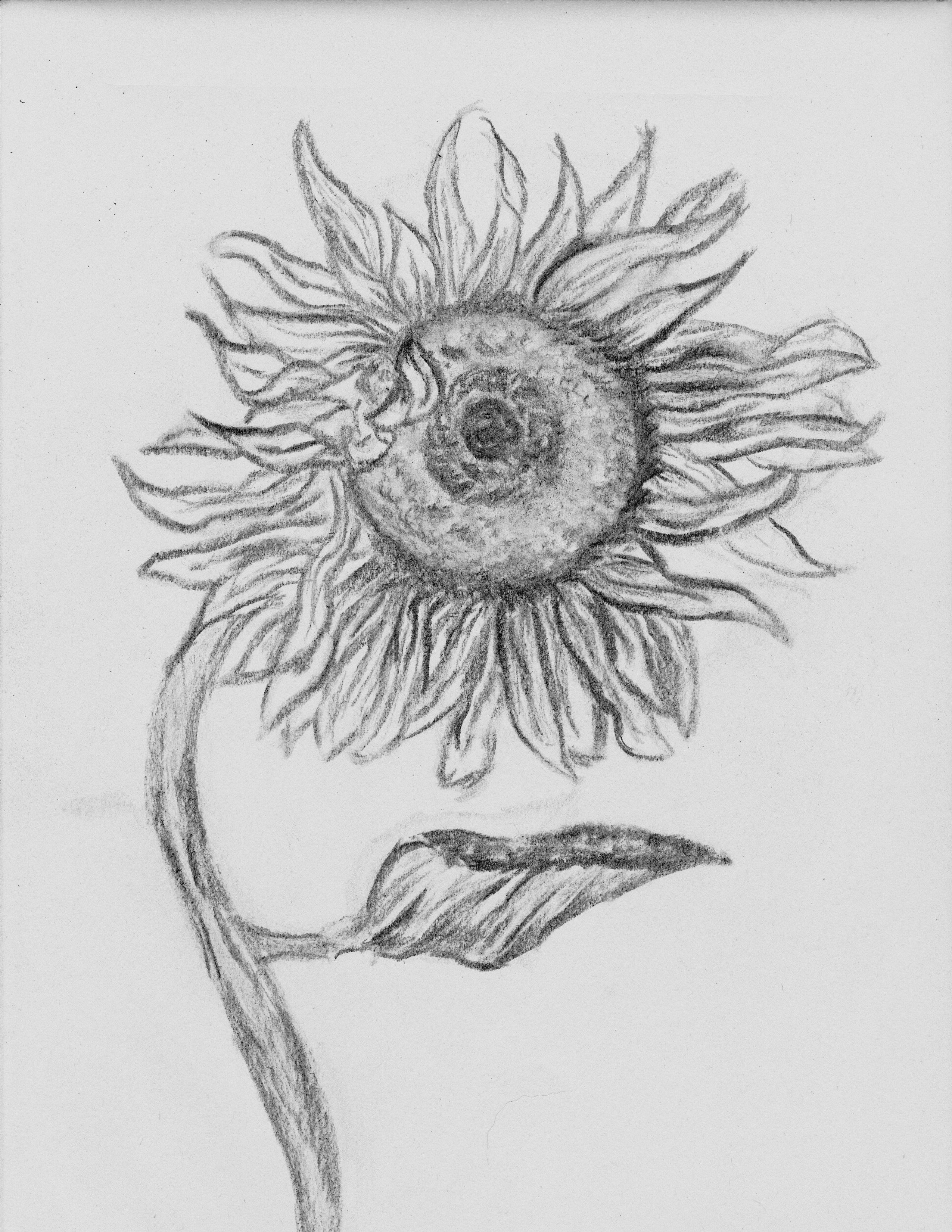 how to draw a sunflower step by step easy google search