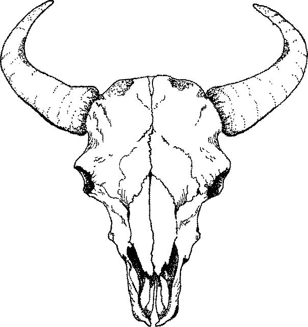 buffalo skull drawings more