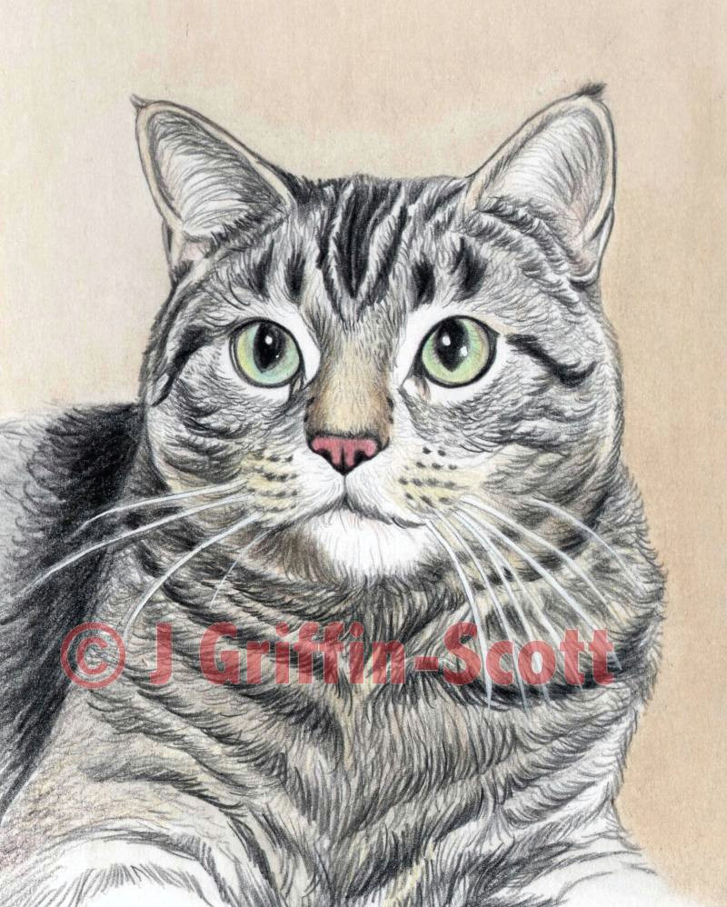 cat portrait 9 56a26d8d3df78cf772758d51 jpg