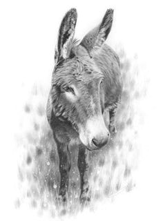 donkey study original drawing by nolon stacey animal paintings animal drawings pencil