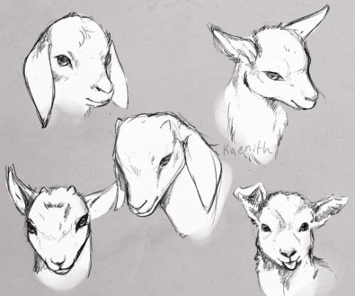 some goat studies referencing photos many of you can probably guess why i m practicing drawing goats