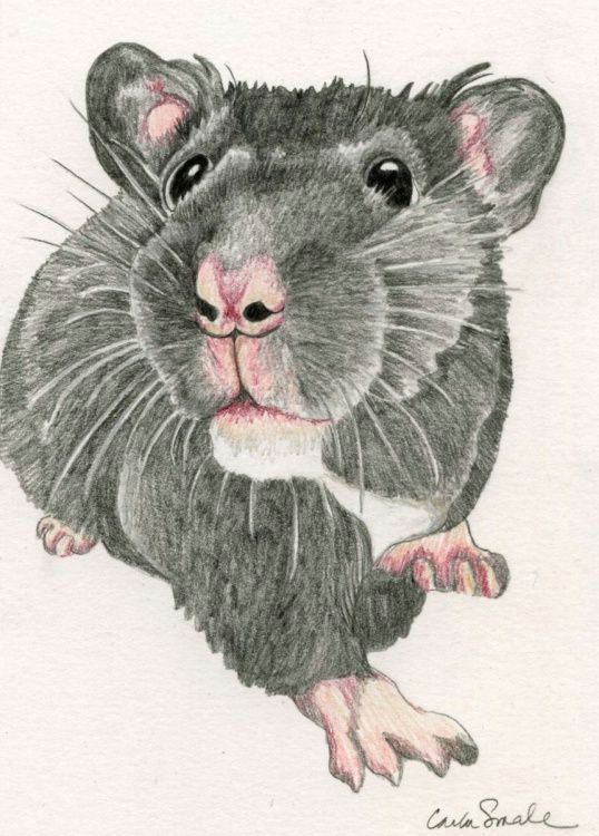 hamster pet art drawing 5 x 7 inches carla smale by carla smale