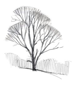 how to draw tree s in winter john muir laws cute drawings pencil drawings