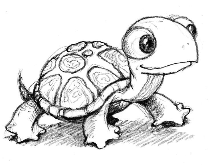 cute little anime turtle google search