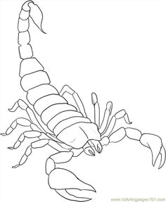 how to draw a scorpion step 5 tattoo drawings outline drawings animal line drawings