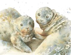 two harbor seals watercolor painting by katrina pete seal cartoon cartoon art morse