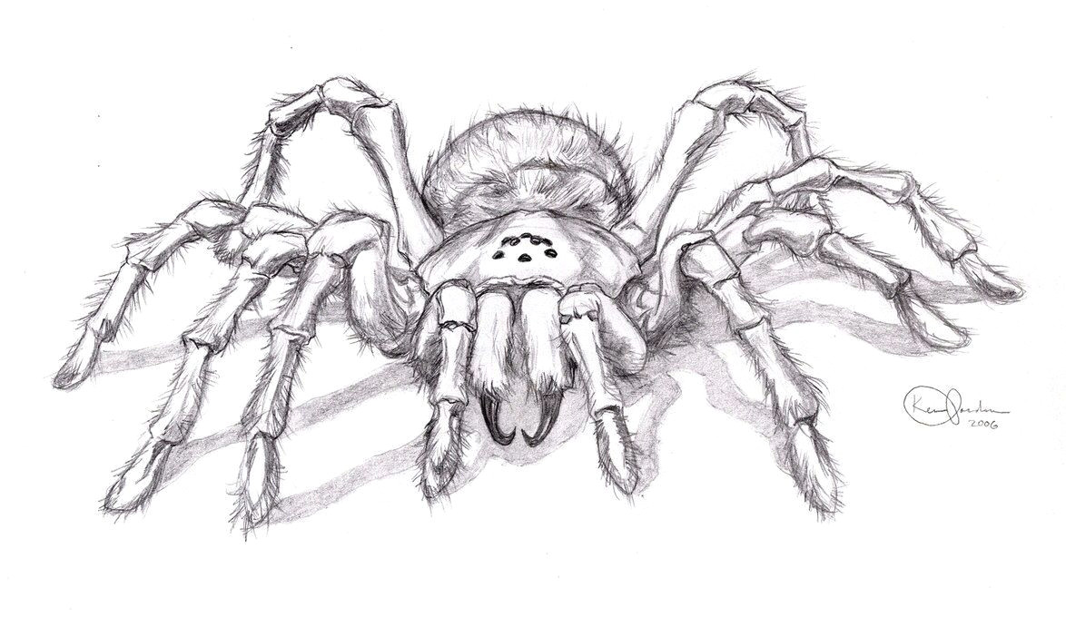 realistic spider drawing