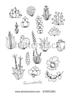 cactus and succulents isolated on white background vector hand drawn set illustration