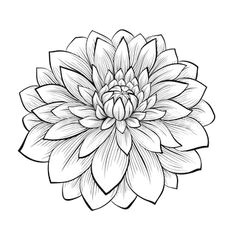 line drawing dahlia monochrome black and white dahlia flower isolated on white