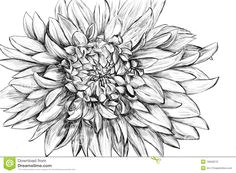 monochrome flower hand drawn illustration black and white flower